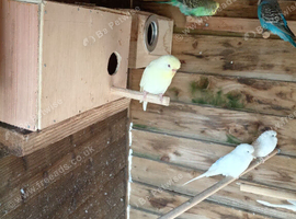 2 budgie hens for sale