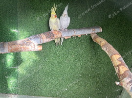 Pair of cocktails