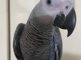 Super tame baby African grey set up