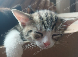 Kittens