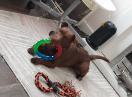 1 year old Patterdale