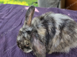 Mini lops