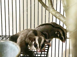 Bonded Pair of Grey Sugar Gliders (Male Neutered & Female, ~12 Months) &ndash; Hertfordshire
