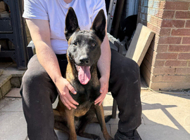 Malanois X German shepherd
