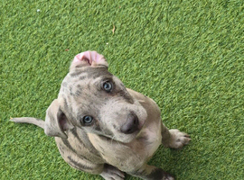 5 beautiful puppies