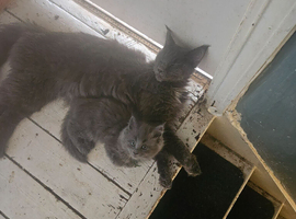 Ragcoons ( maine coon x ragdoll kittens)
