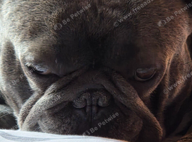Gorgeous 2-year-old Frenchie.