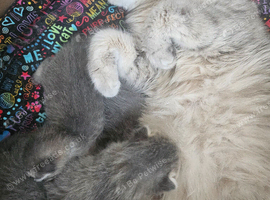 Blue and Blue Golden British shorthair