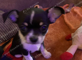 Apple head chihuahua bitch pup