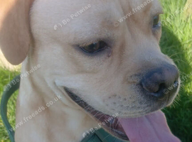 Male puppy looking for loving home