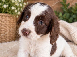 Cocker spaniel pups