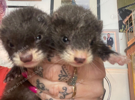Mini micro ferrets