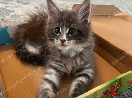Beautiful Maine Coon Kittens