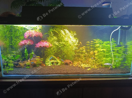 Santa Maria X Endlers guppy young