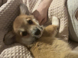 Male corgi pup