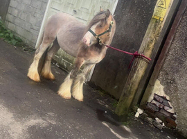 Cob colt 3 year old