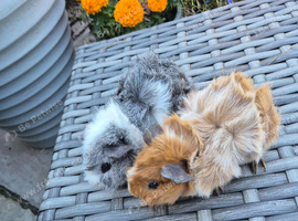 Beautiful Baby Boys Funky & Abyssinian