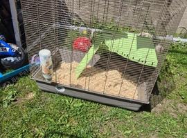 Rat cage