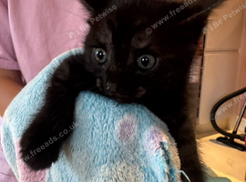 3 lovslt kittens