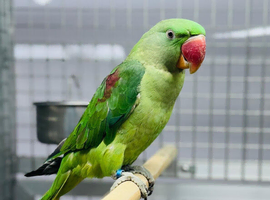 Alexenderian parrot
