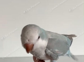 Baby Quaker Glasgow