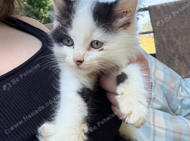 Beautiful kittens looking for their forever homes