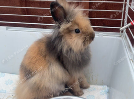 Harlequin lion head rabbit