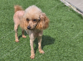 Red/Apricot Toy Poodle