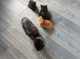 3 kittens left from litter