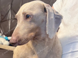 Miniature dachshund Isabella tan