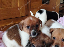 Mini jack Russell puppies