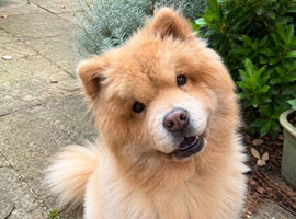 Luna, Stunning Young Female Chow Chow, Calm Loyal Girl, Right Home Only