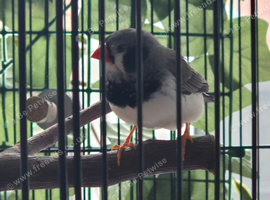 Lively 1-Year-Old Zebra Finch&ndash; &pound;15  male