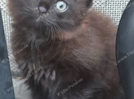 Beautiful kittens for sale &pound;80