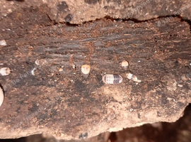 White shark isopods