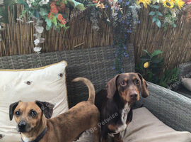 Puppy dauchunds