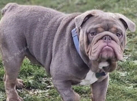 English bulldog puppies ready now