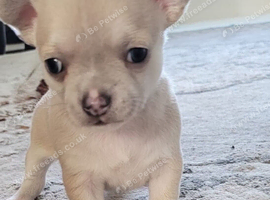 chihuahuas ready to leave 2 weeks.