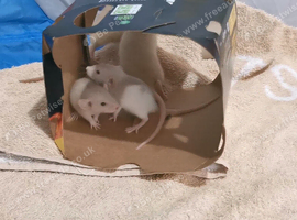Dwarf rats