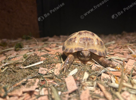 baby horse field tortoise