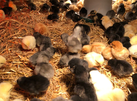 Happy, healthy, day old sexed pullets