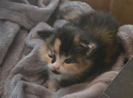 Mix breed cat