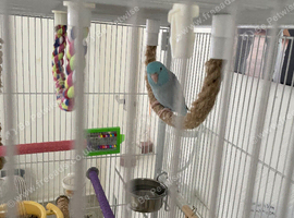 Pacific Blue Parrotlet,