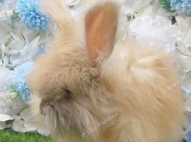 3 Angora Boys Ready Now