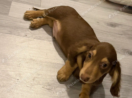 Longhaired Miniature dachshund puppy