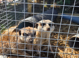 Meerkats