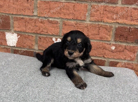 10 week old puppy