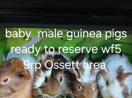 Assorted male  guinea pigs