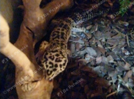 Male leopard gecko