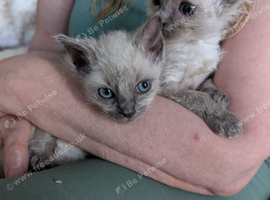 Ragdoll kittens